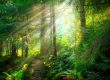 Power of Nature