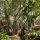Benefits of Forest Bathing