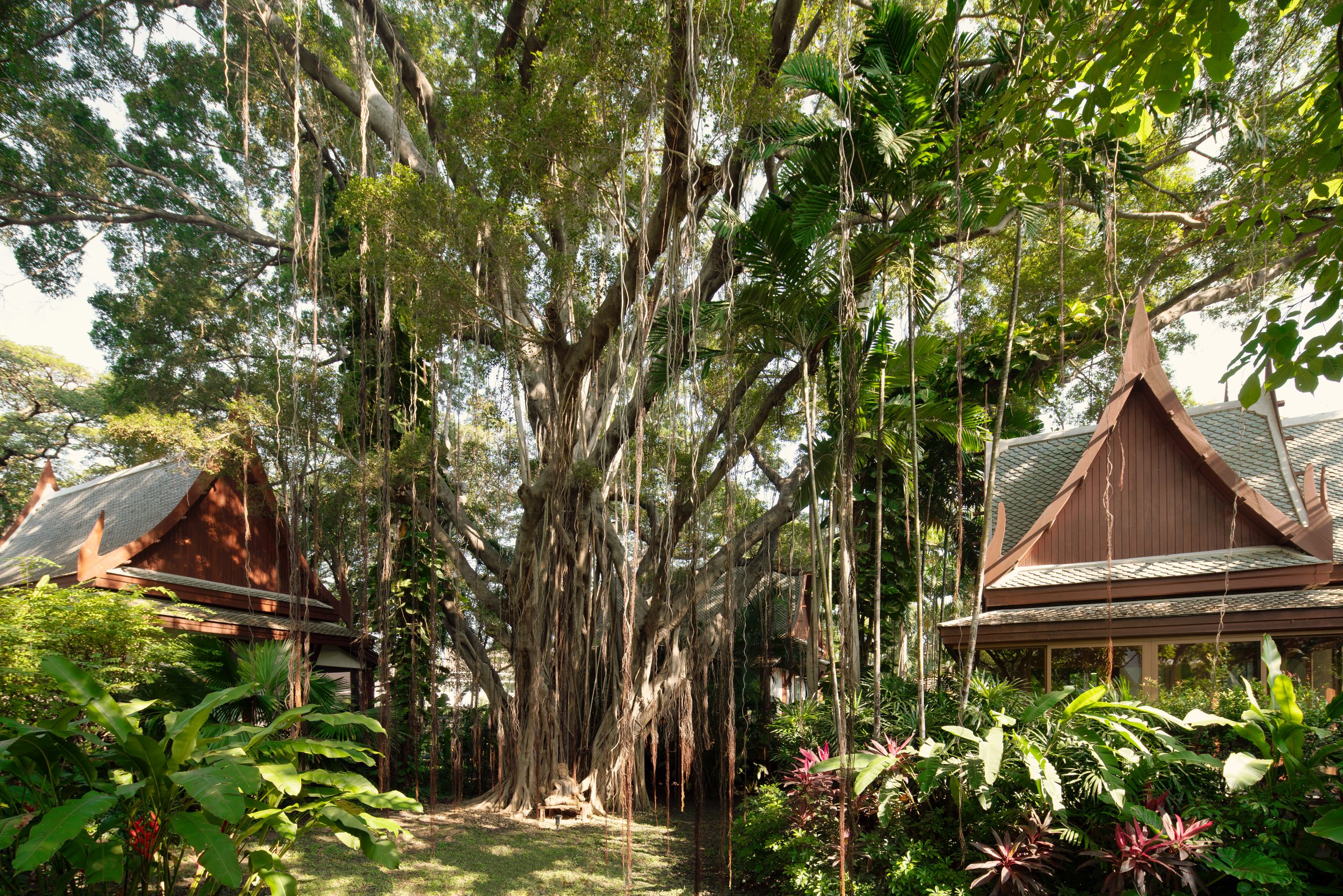 Benefits of Forest Bathing